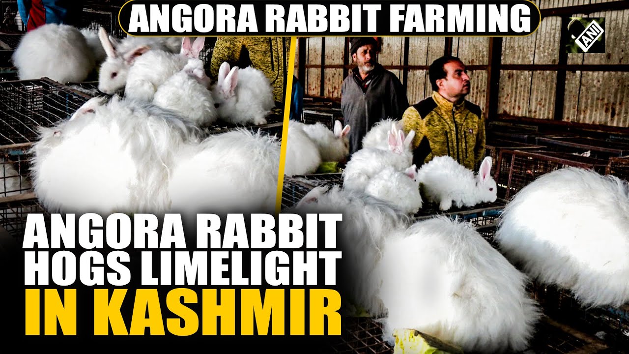 Youth in Kashmir embrace Angora Rabbit Farming for employment and pet purposes