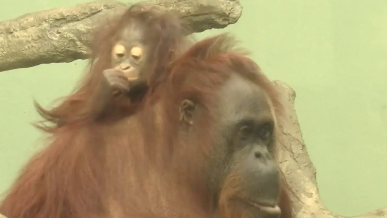 Zoo animals predict Super Bowl winner
