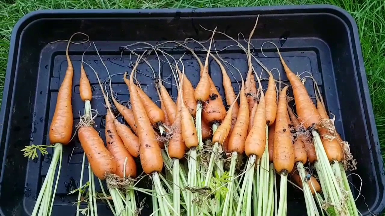 3rd Carrot Reveal & carrot root fly. July 2017 #17