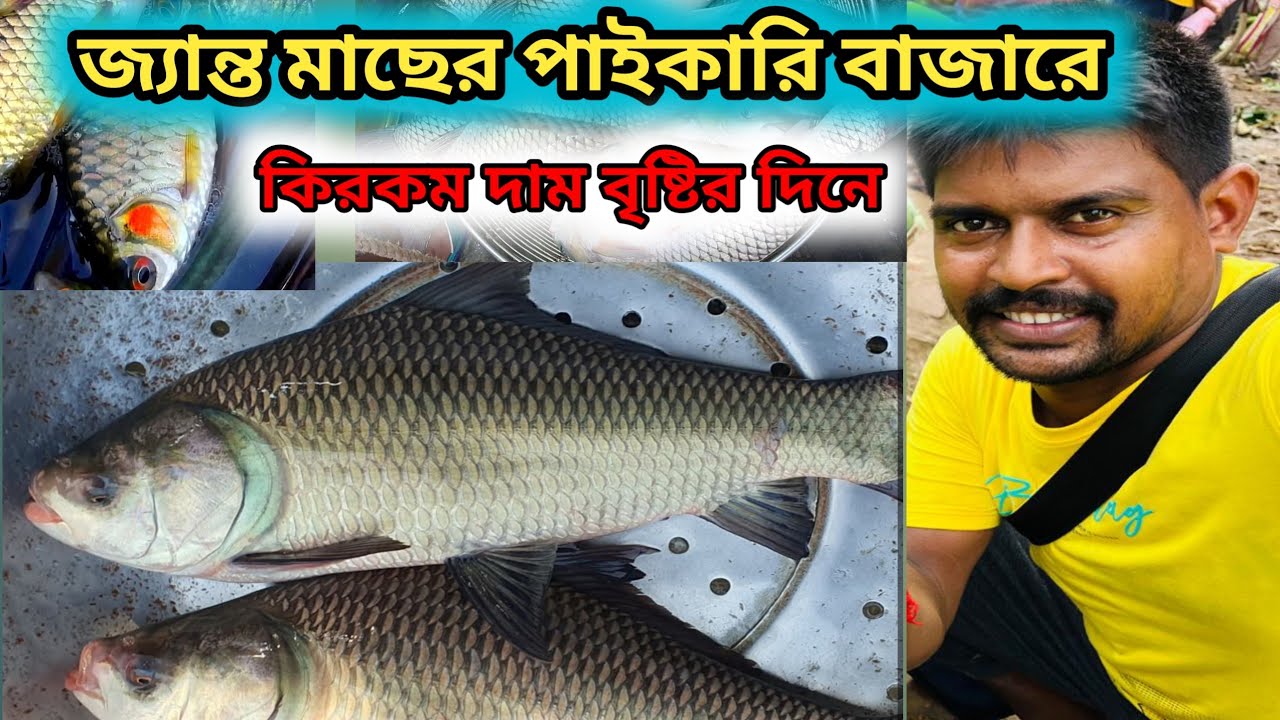 জ্যান্ত মাছের পাইকারি বাজারে আজকের মাছের বাজার দর কেমন #fishmarket #machbazar