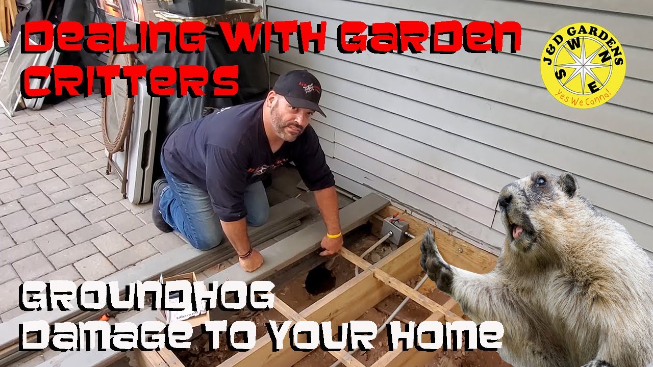 Dealing With Garden Critters - Damage that Groundhogs Can Do To Your Property