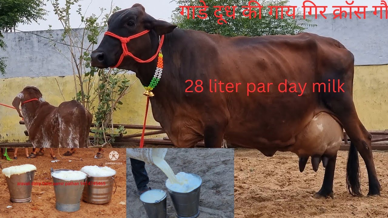 gir cross gir lendo 28 liter par day milk #aravalidairyfarm  #gircow #अरावलीडेयरीफार्म 9414745465