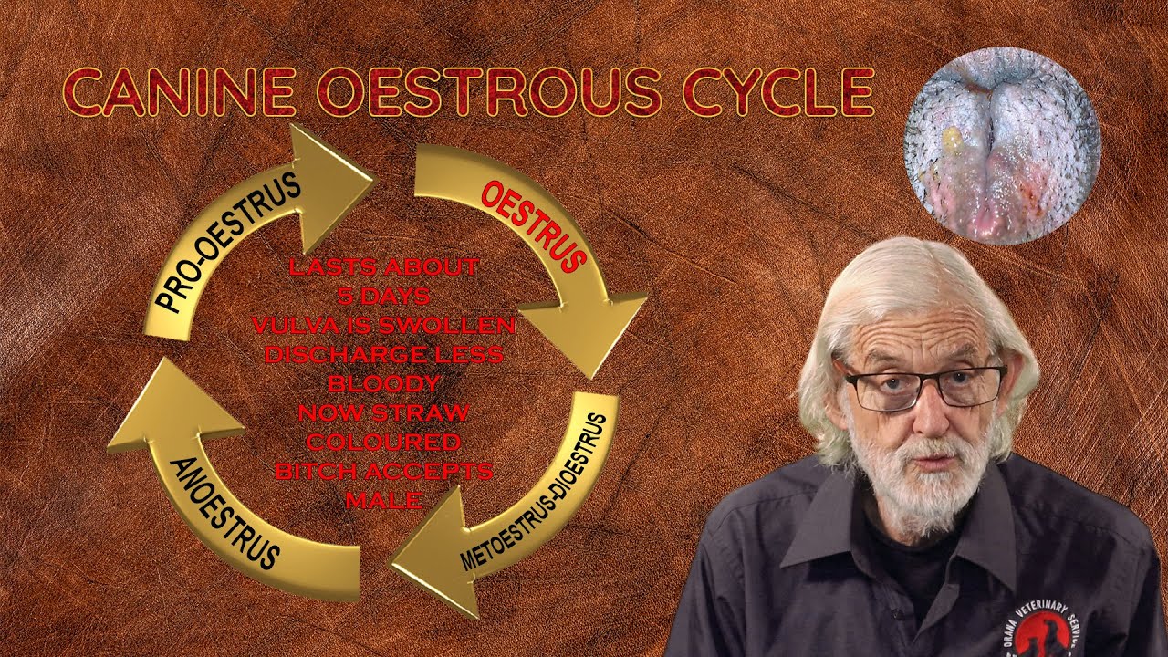 Understanding The Canine Oestrous Cycle