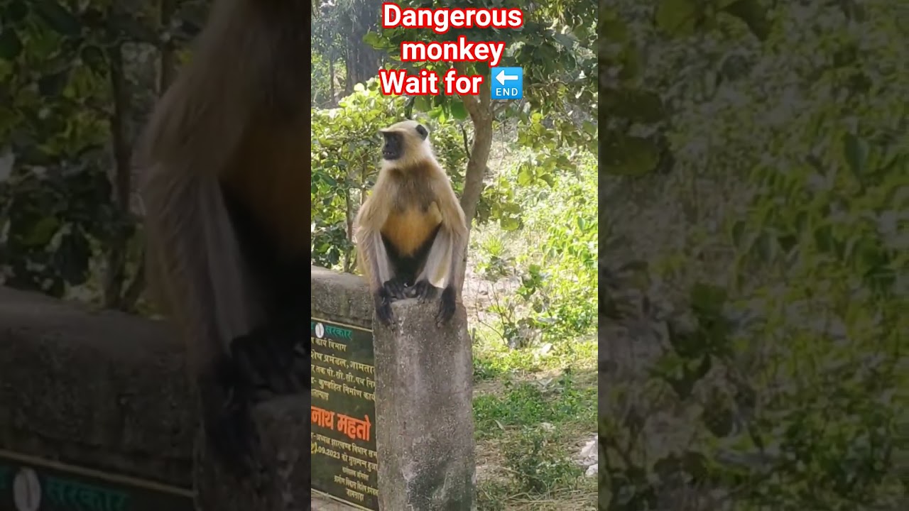 dangerous monkey