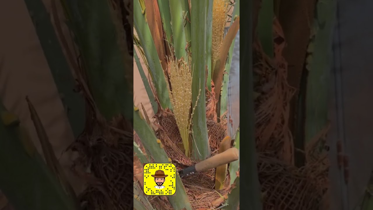 تلقيح النخل