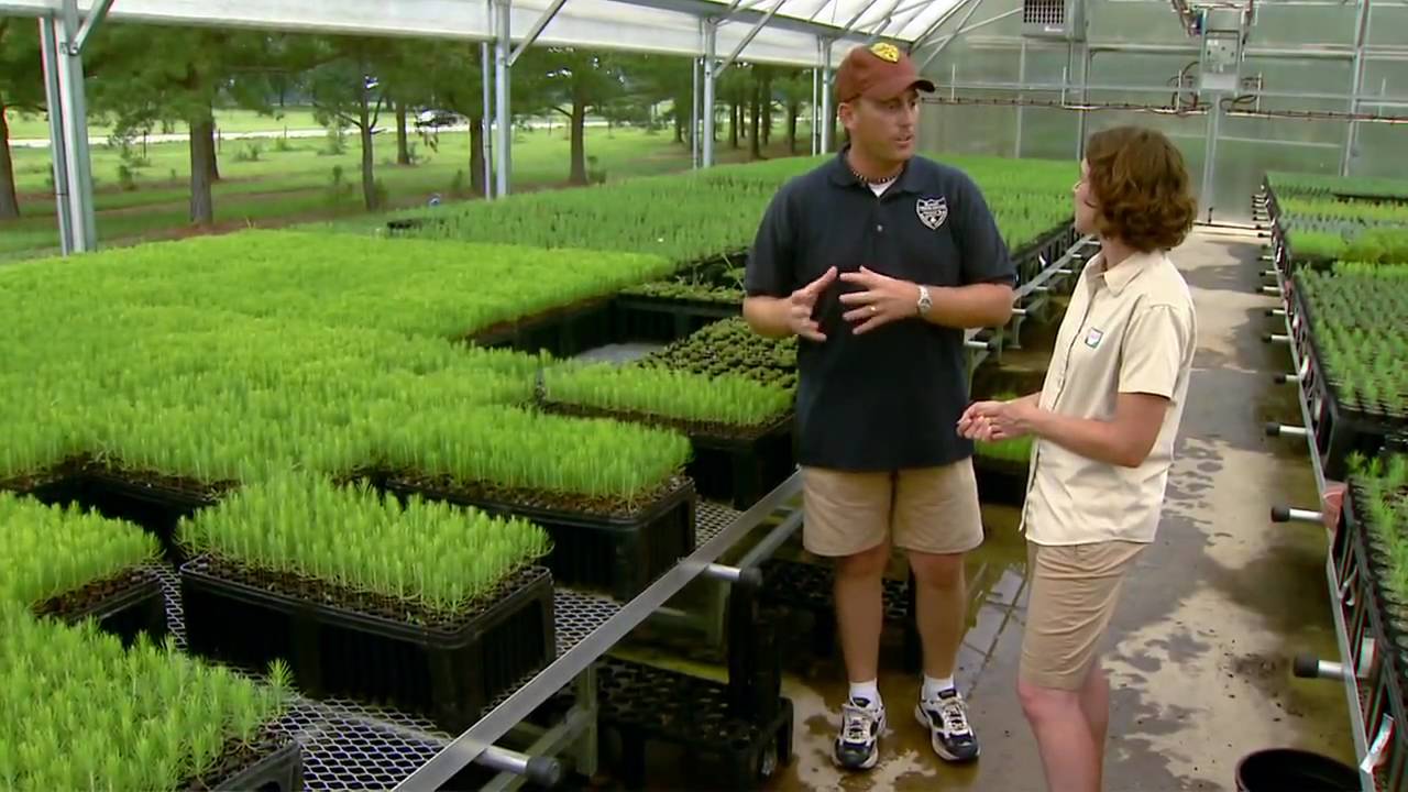 Conservation Seedlings