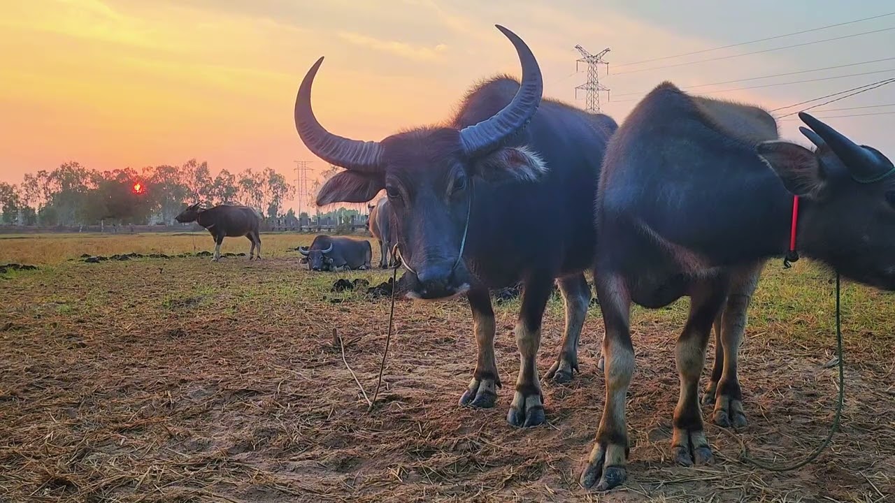 Sunrise with my friends 🧡 