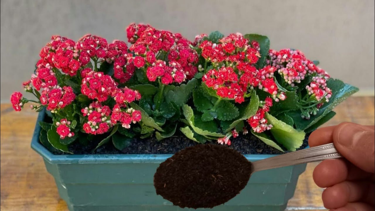KALANŞOMA BUNU VERİYORUM 🌱 KALANŞO ÇİÇEĞİ BAKIMI / KALANŞO ÇİÇEĞİ NASIL ÇOĞALTILIR / KALANŞO BUDAMA🌱