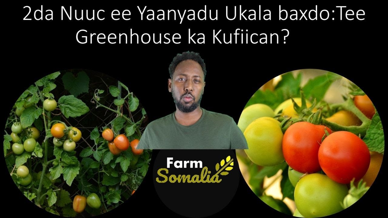 2da Nuuc ee Yaanyadu Ukala baxdo: Tee Greenhouse ka Kufiican?