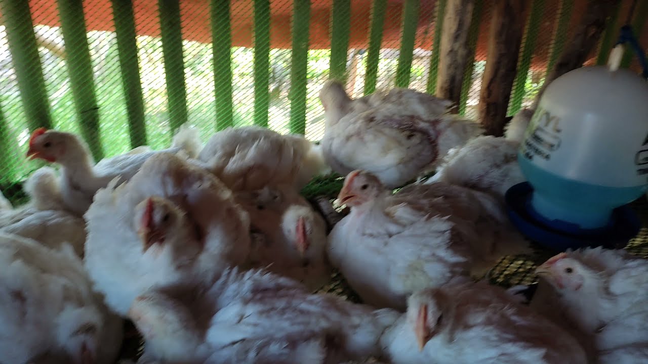 Sukat ng kulungan ko para sa 50 pcs at 100pcs na broiler Chicken o 45 days
