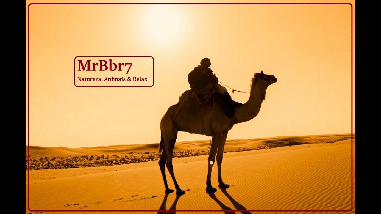 Deserto e Savana Africana | Um Mundo de Calor e Vida 🌍🐪☀️