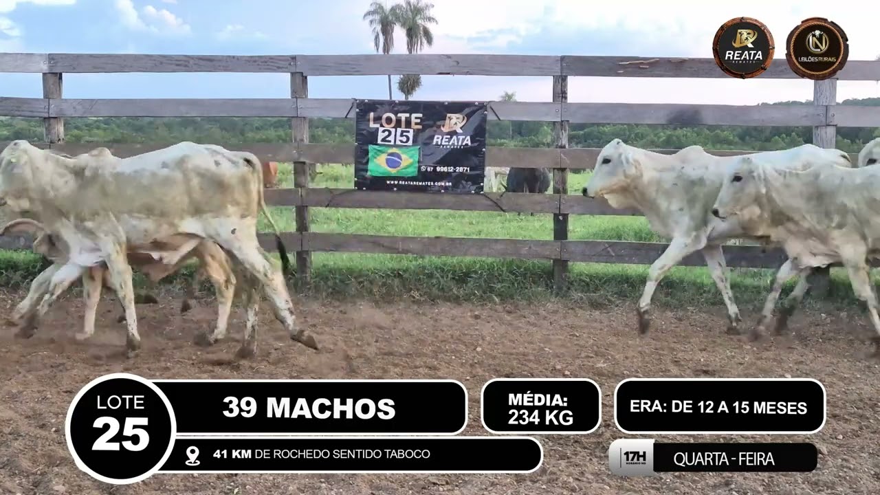 LOTE 25 - 39 MACHOS
