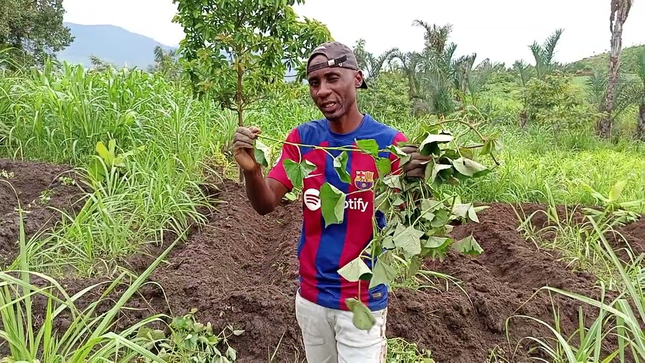 | Growing Sweet potatoes with Sugarcane on the same field - full crop diversification | 
