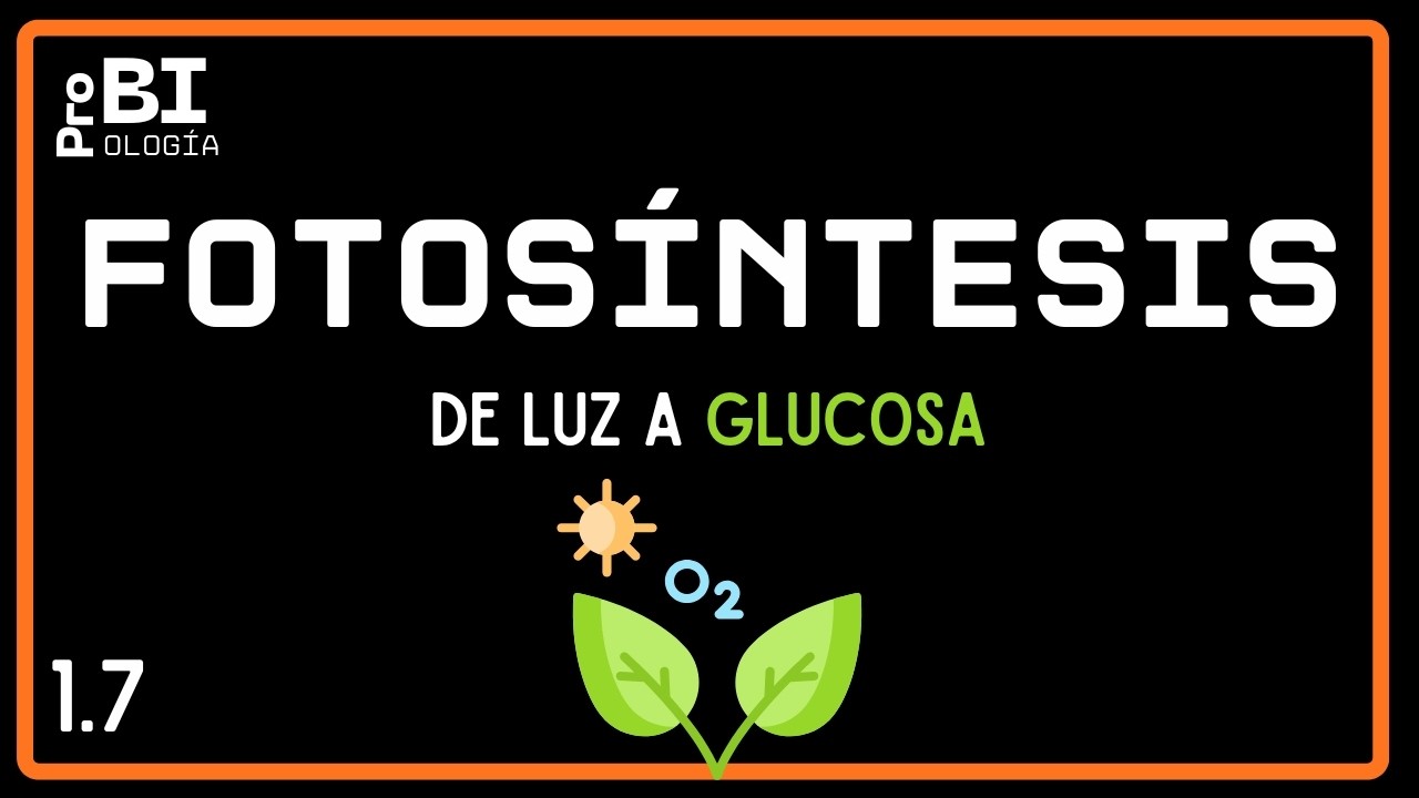 1.7. FOTOSÍNTESIS (NM) Bachillerato Internacional Tema C1.3.