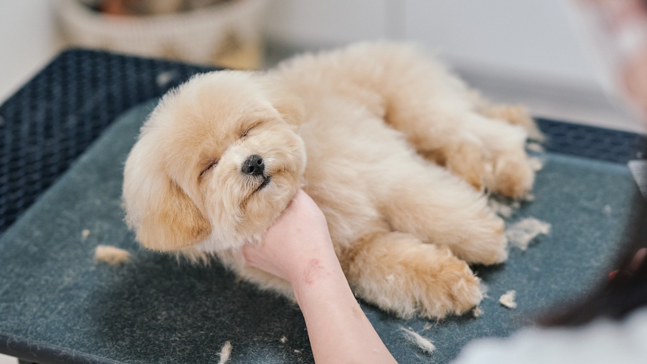 イヤイヤしていたら急にスイッチが切れて眠ってしまう子犬（マルプーの初トリミング）
