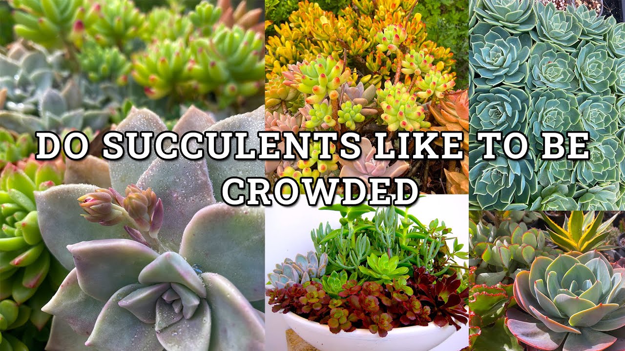 Do Succulent Plants Like To Be Crowded & How To Care For Them