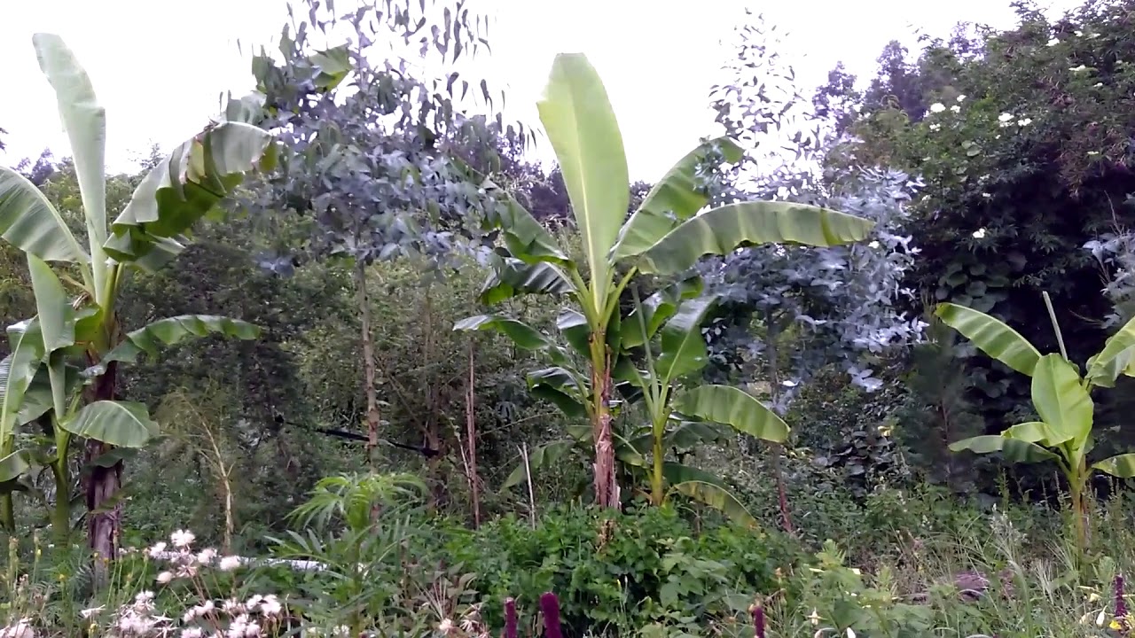 Food forest in Portugal - Syntropic agriculture