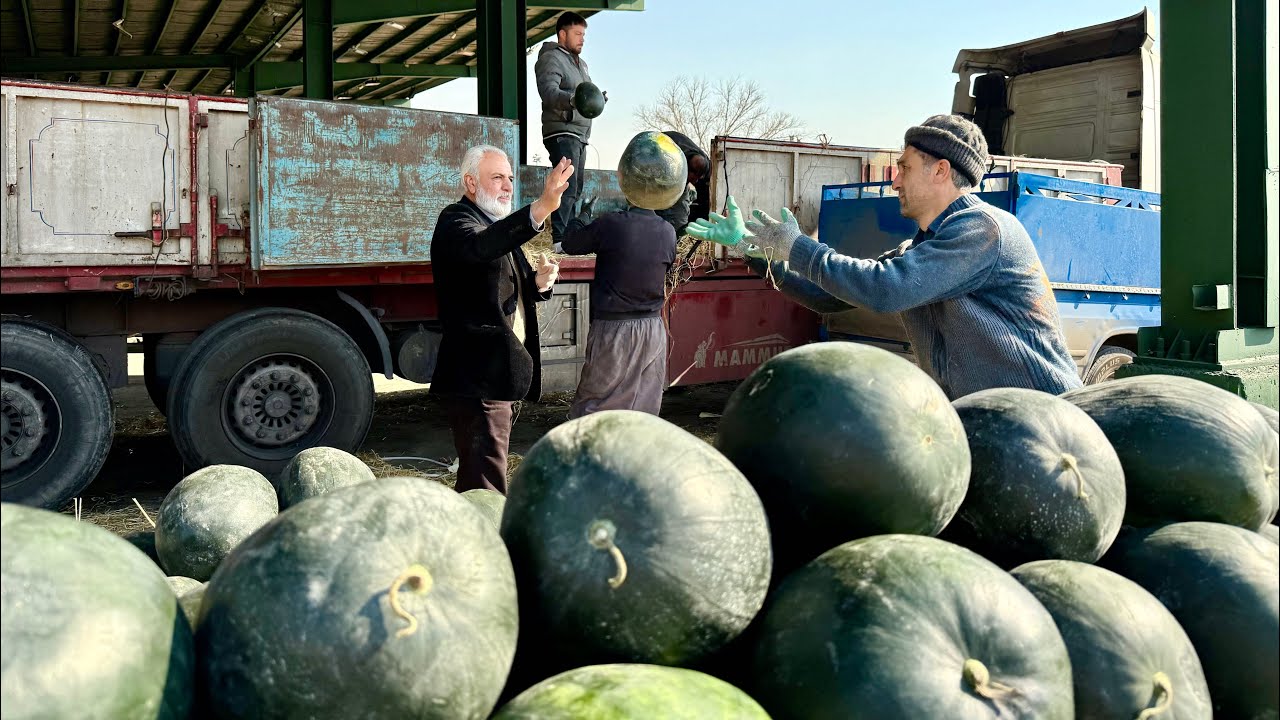 Watermelon Hard Work