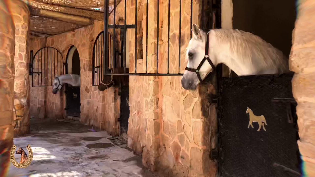 HURGHADA HORSE RIDING 🐎