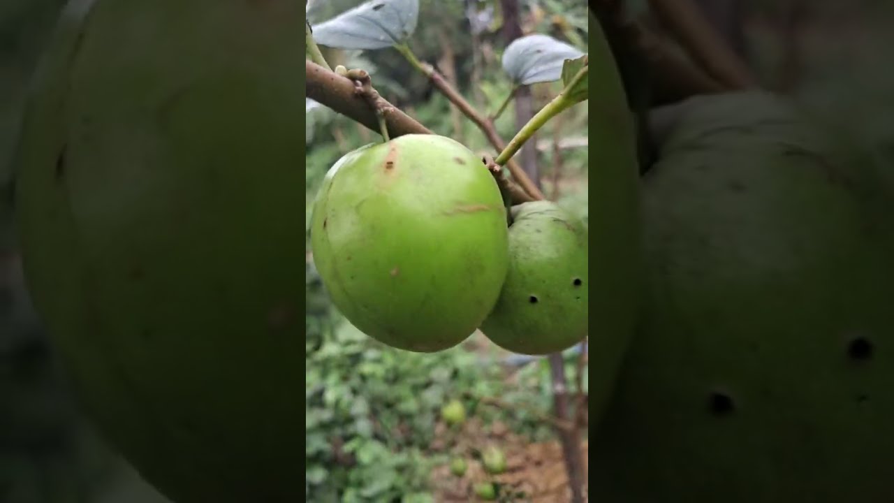Giới Doãn:FARM_NÔNG NGHIỆP XANH  đang phát trực tiếp!
