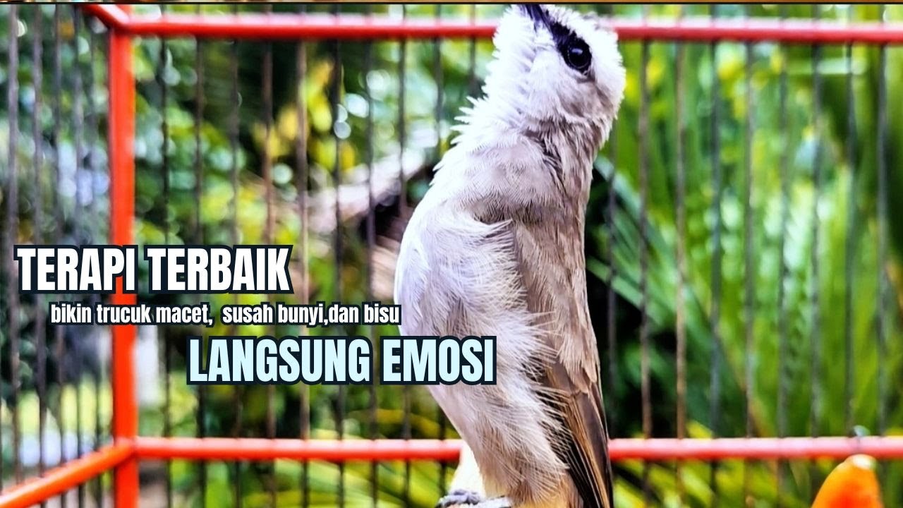 TRUCUKAN GACOR TARUNG ROPEL PANJANG Pancingan trucukan Agar Bunyi Jadikan Burung Trucuk Gacor Nyaut