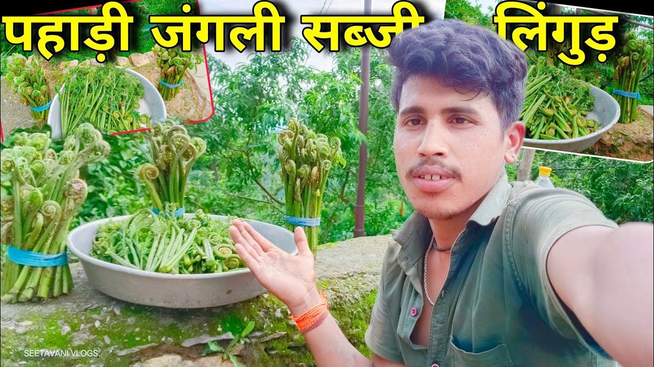 पहाड़ों में चौमास में होने वाली जंगली सब्जी लिंगुड़ || Pahadi Lifestyle Vlog Seetavani Vlogs | Anil