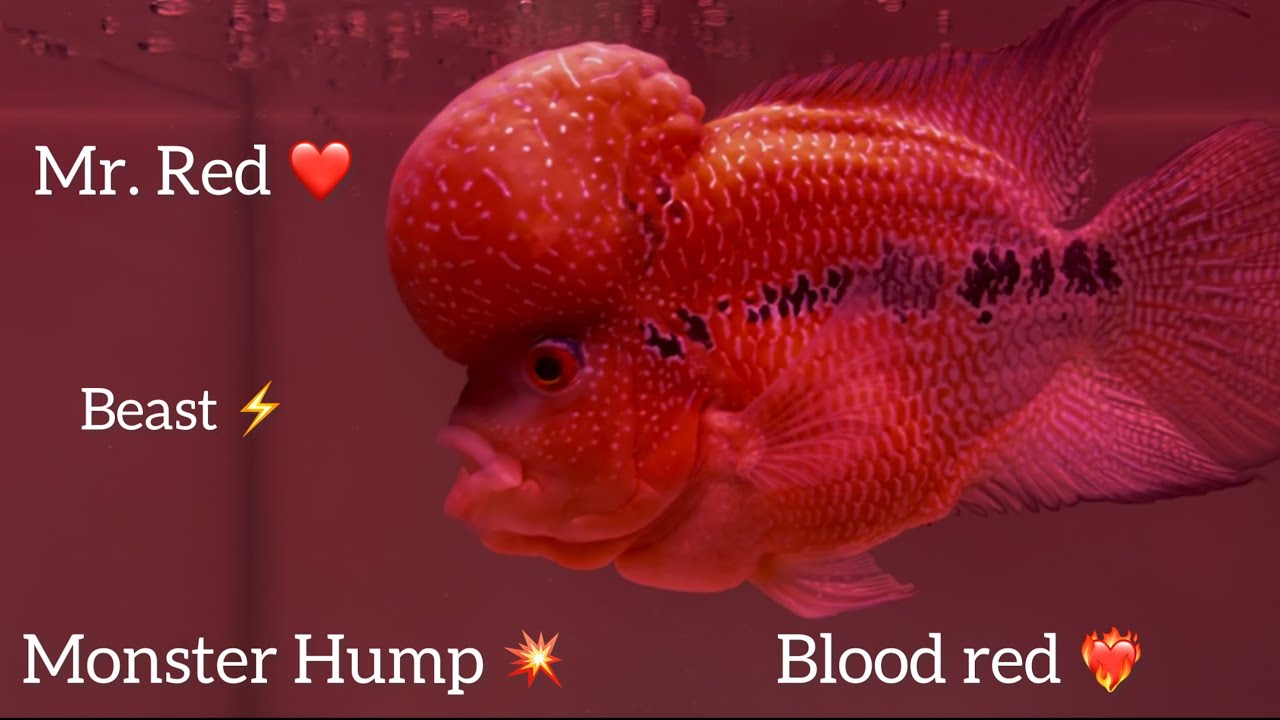 Flowerhorn Grooming || Kamfa Grooming || Srd ❤️|| Mr. Red ❤️‍🔥