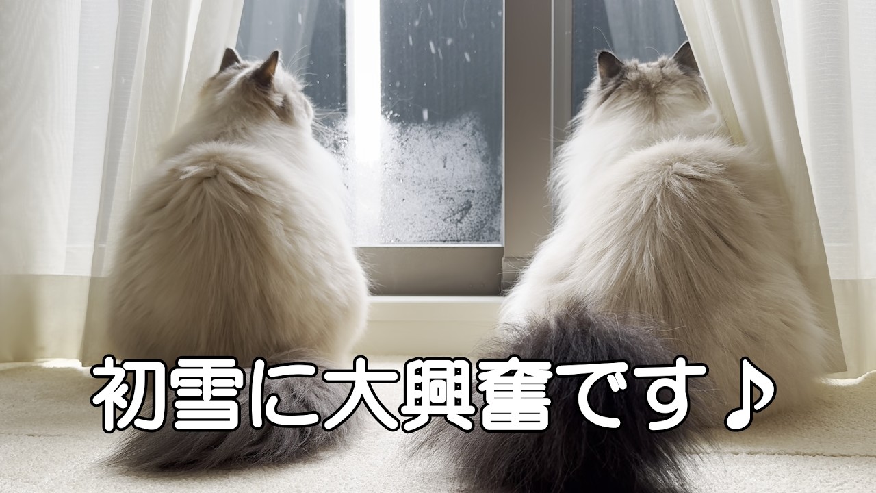 うちの猫たちが初めて見る雪に大興奮です♪