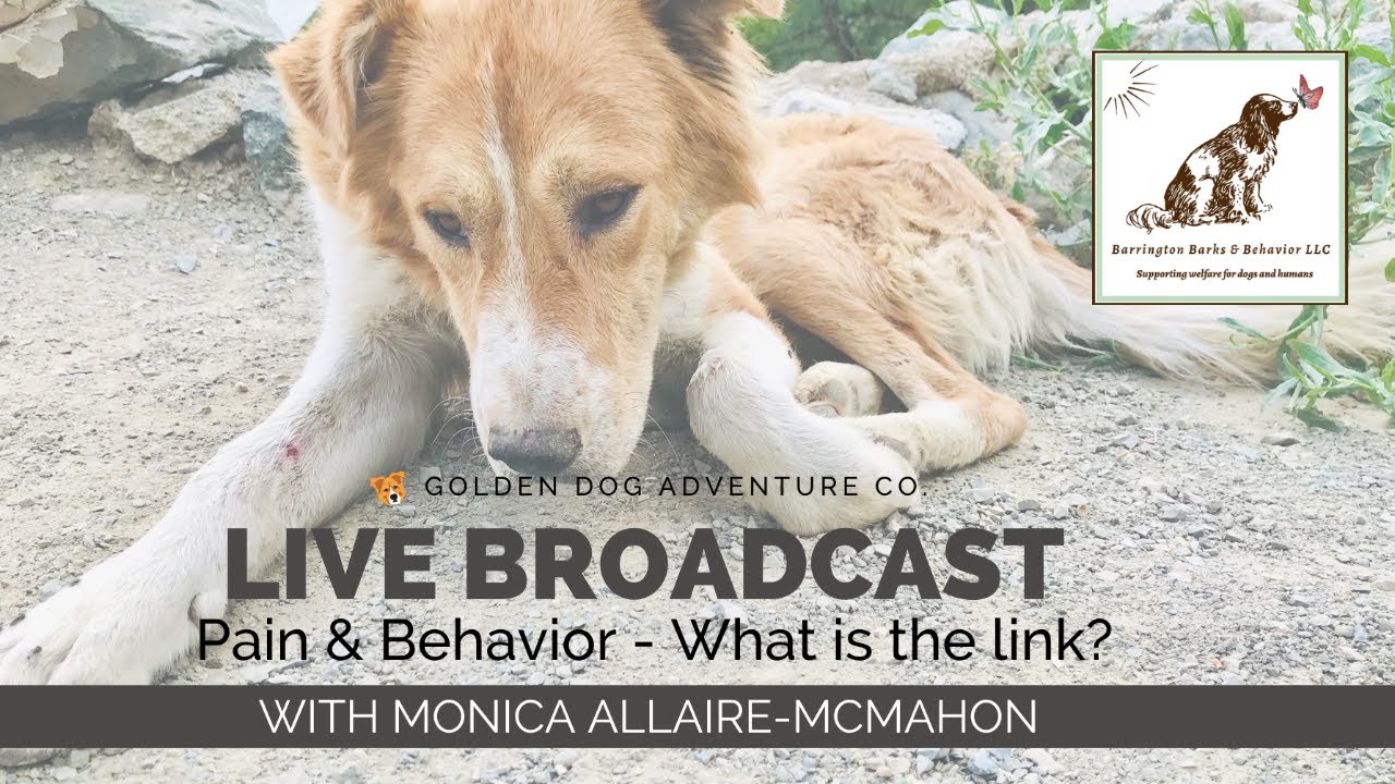 Pain and Behavior - What is the link?
