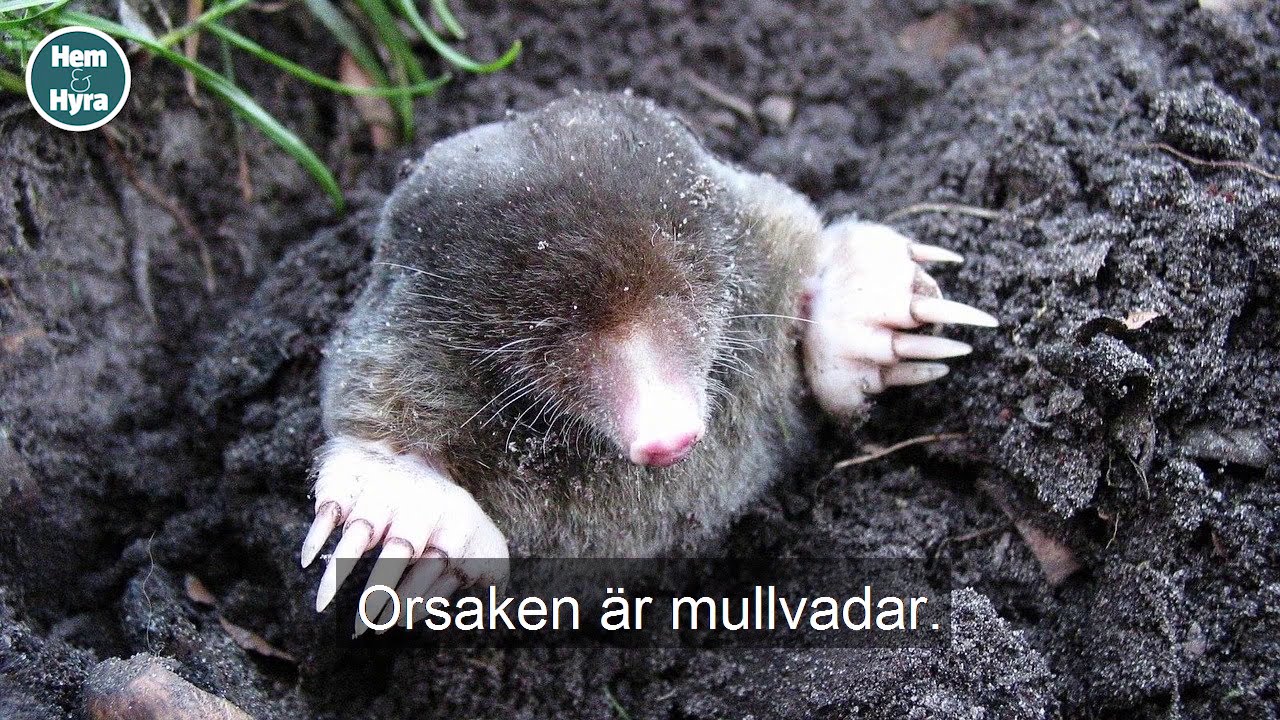 Mullvadar har grävt upp hela Isabellas tomt