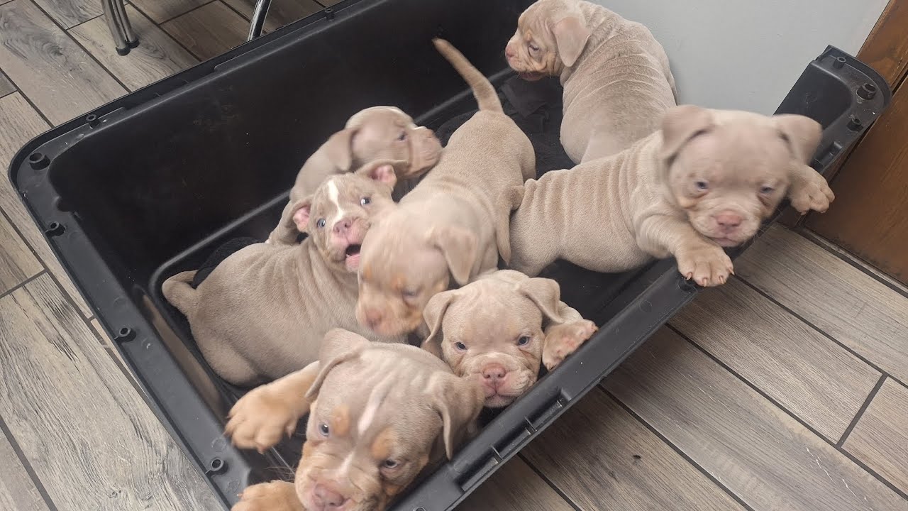 All the puppies left to their new homes!!!