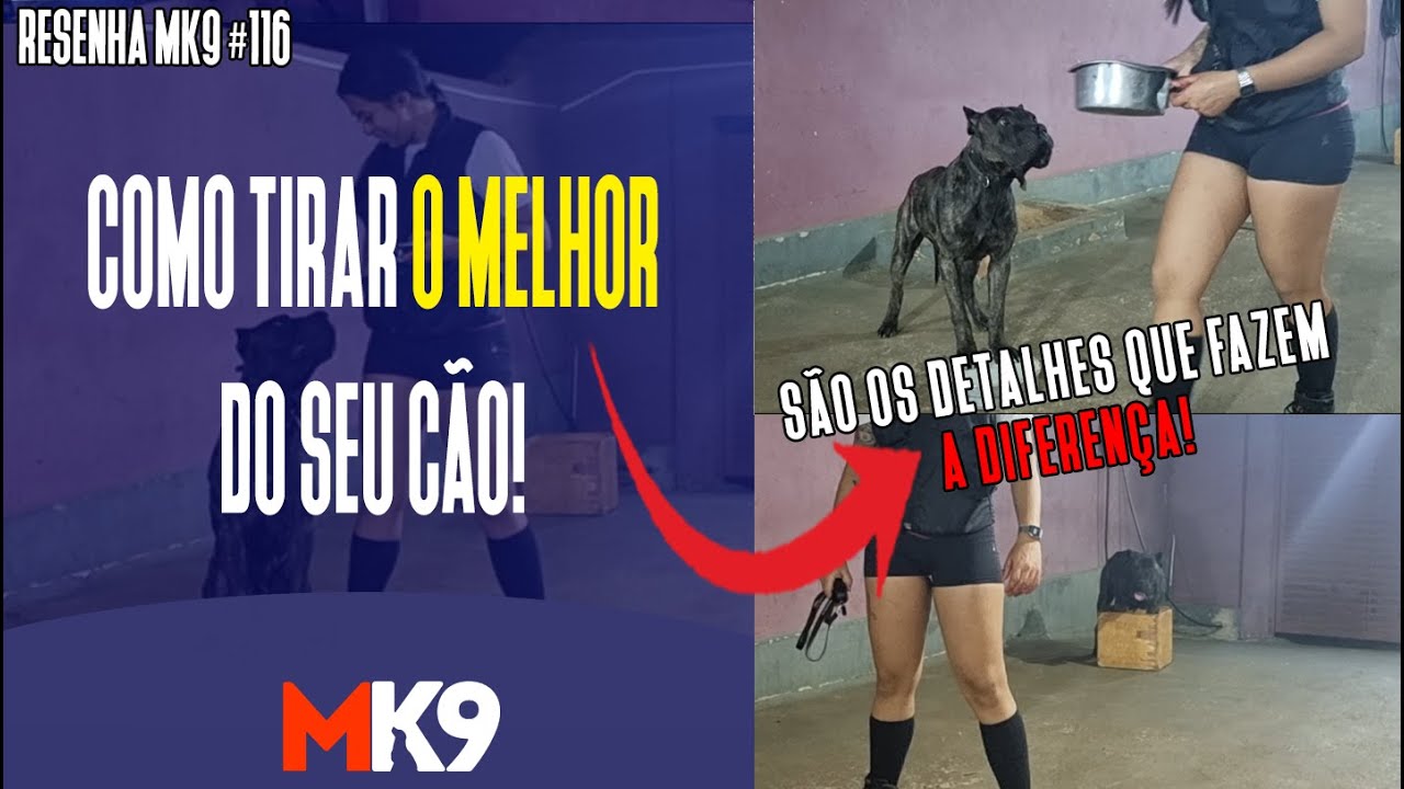 COMO TIRAR O MELHOR DO SEU CÃO! | OS DETALHES FAZEM TODA A DIFERENÇA! | ADESTRAMENTO PRESA CANÁRIO!