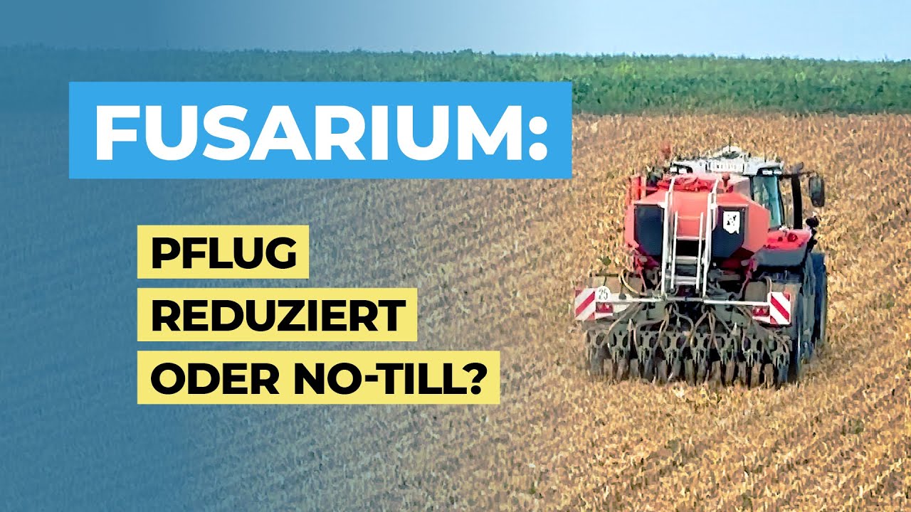 Direktsaat Weizen nach Mais – Probleme mit Fusarien?