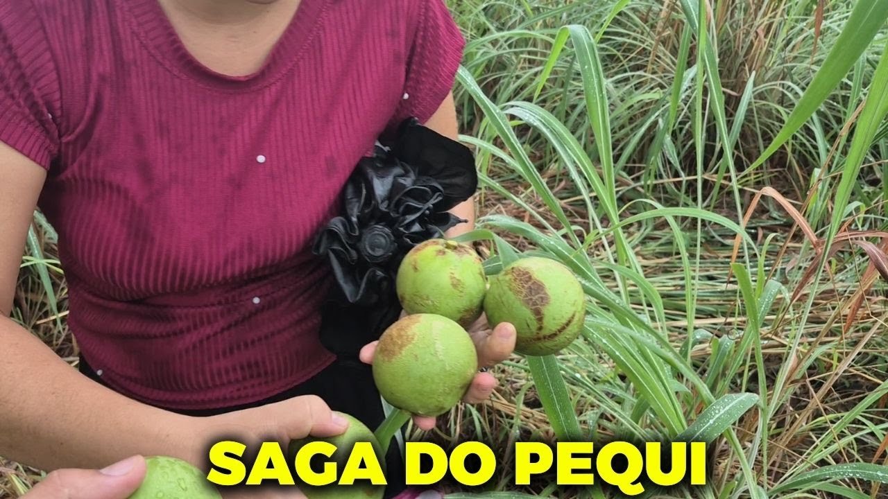 PASSEI O DIA TODO PROCURANDO PEQUI NO PIAUÍ