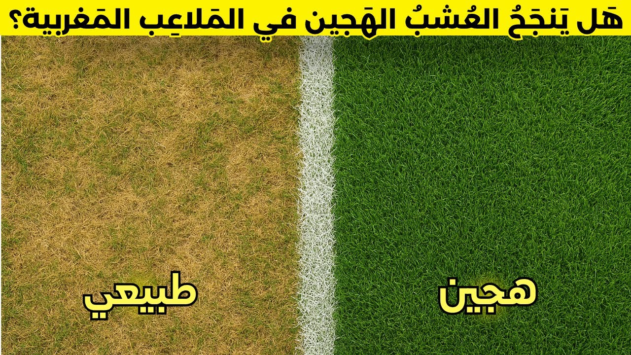 هل تنجح مغامرة العُشب الهجين في الملاعب المغربية !!