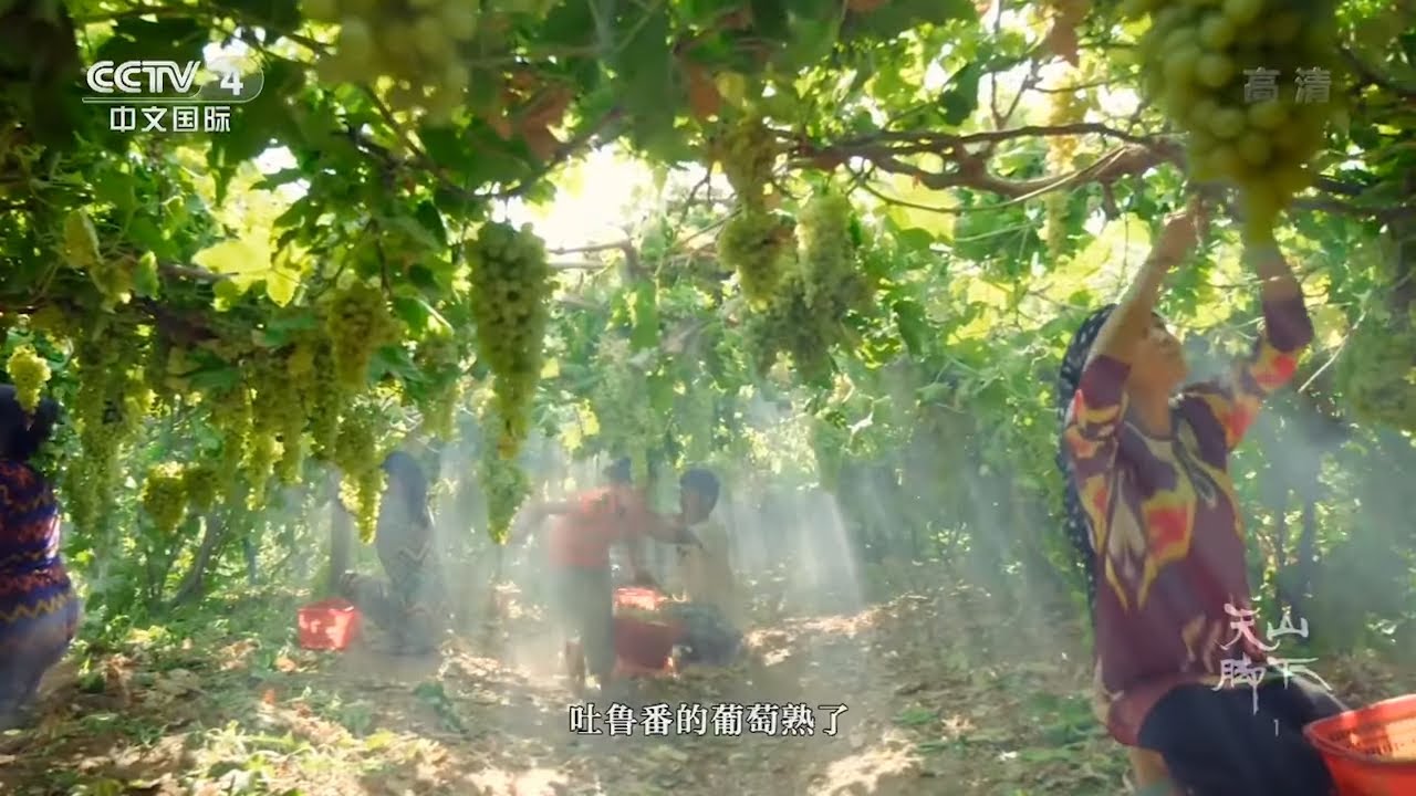 吐鲁番的葡萄成熟了！阳光照射下晶莹剔透 果肉饱满 让人禁不住想品尝一口《天山脚下》第一集【CCTV纪录】