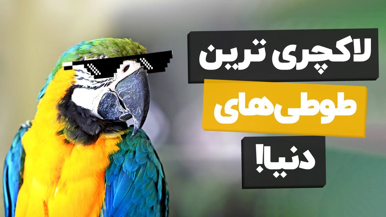 زندگی لوکس برای طوطی های خوشبخت😎👑