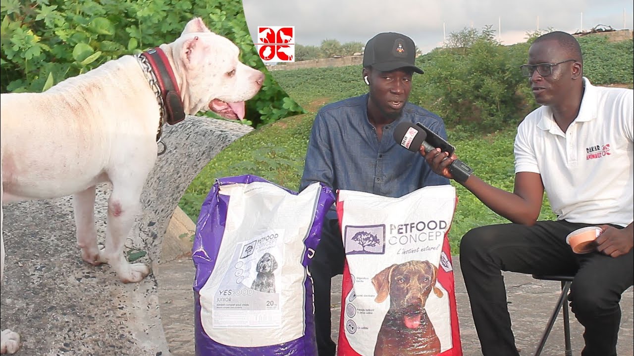 Découvrez l'une des meilleures qualités de croquettes pour chien au Sénégal