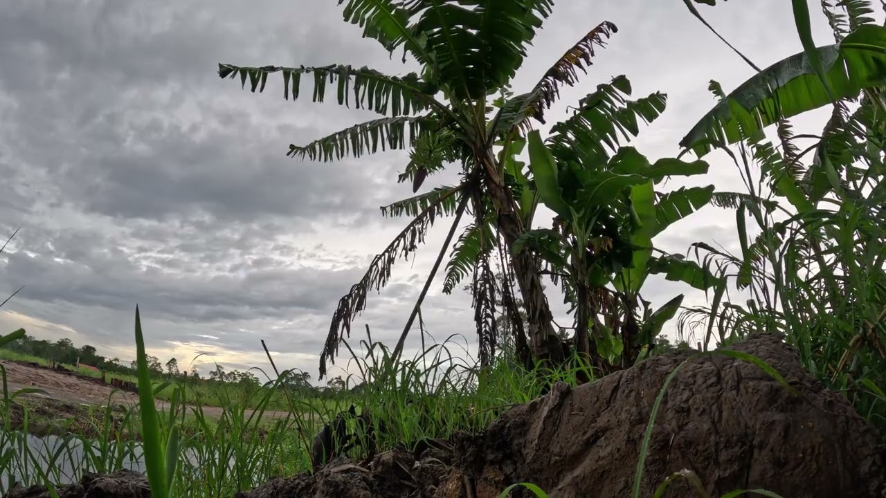 Shoring up a large plantain banana plant to ensure maximum crop weight and quality!