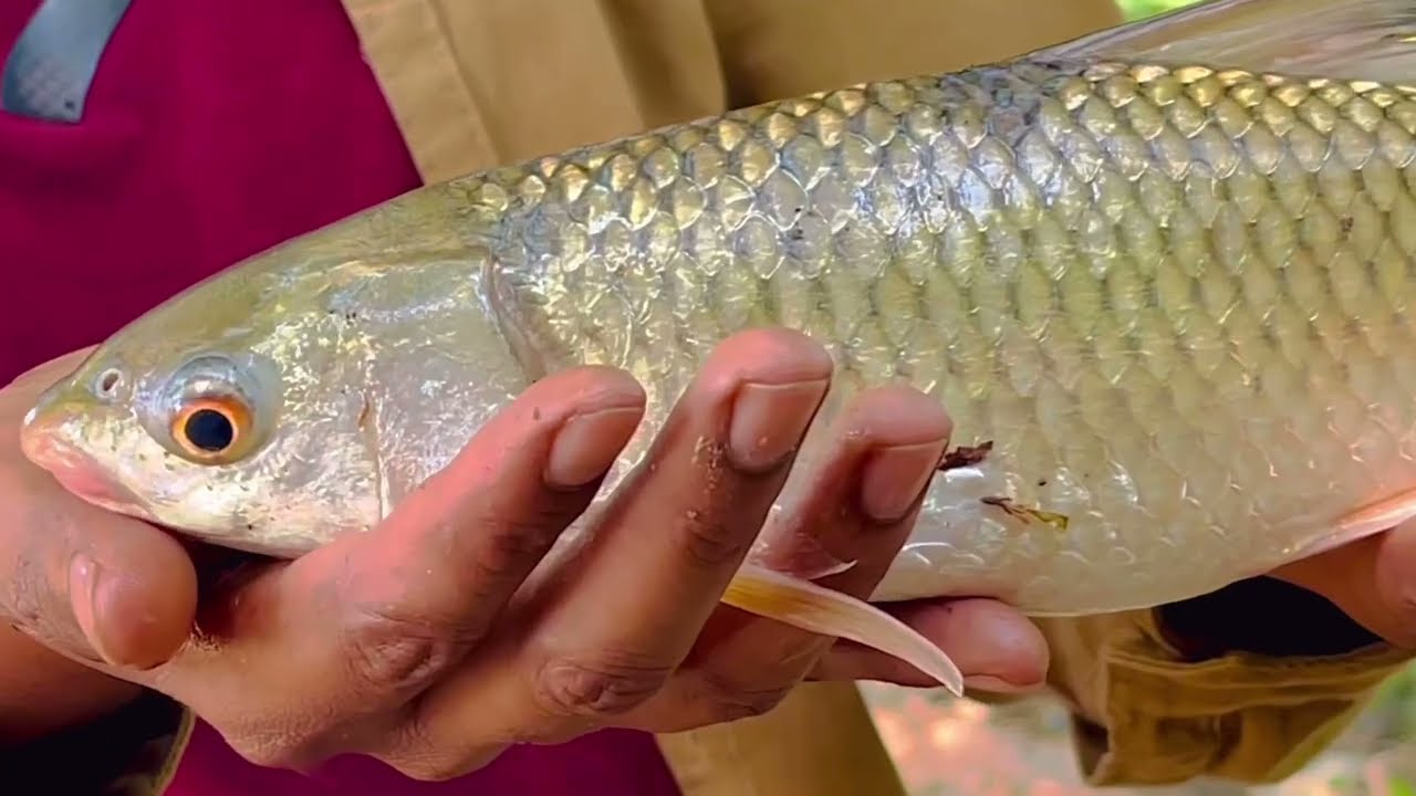 Underground Fish Roast in Jungle 🔥🐟 | Catch to Cook Outdoor Cooking