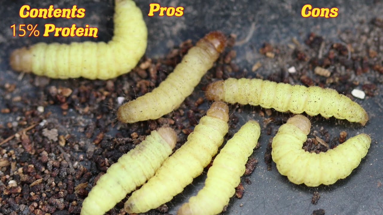 Wax Worm Nutrition - Why wax worms are snack feeders #waxworm #feederinsects #insects #moths