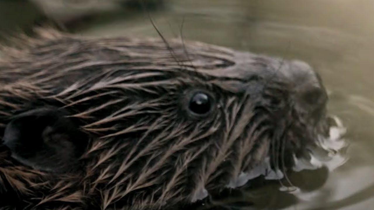 Wild Beavers Return After 400 Years | Wild Rescue | BBC Earth
