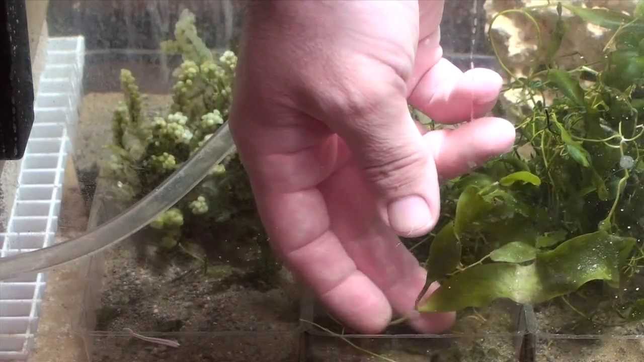 Try and Test Miracle Mud Easily - ReefKeeping Video by AmericanReef - Start a Saltwater Aquarium