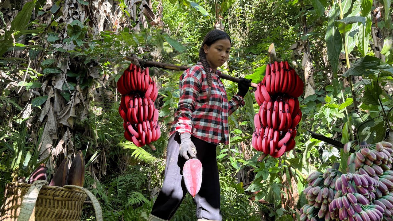 A single mother picks rare wild bananas to sell at the market. Delicious stewed pumpkin and chicken.