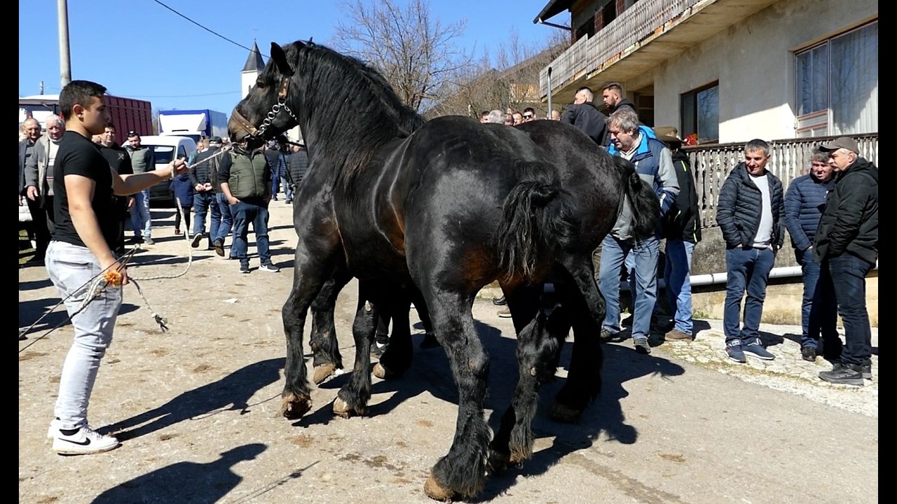 Sajam konja u Cetingradu 2025 g. (Horse fair)