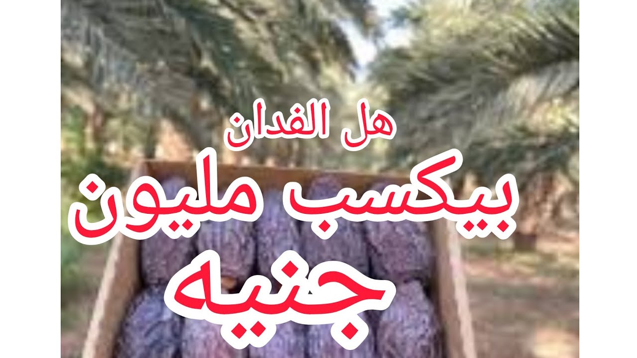 دراسة جدوى فدان مجدول لعام 2024