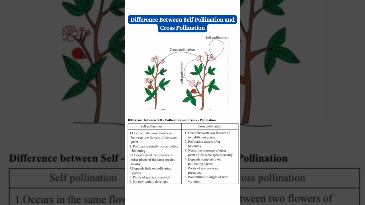 difference between Self pollination and cross pollination II #shorts #shortsvideo #biology #biol