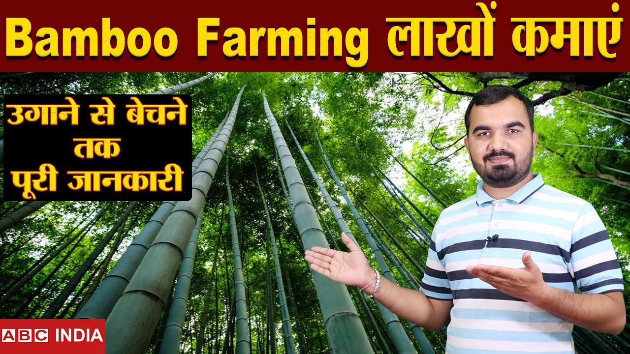 Bamboo Farming | 1.80 लाख Per Acre | Bans ki kheti | Without खर्चा Only Income | Full Detail farming