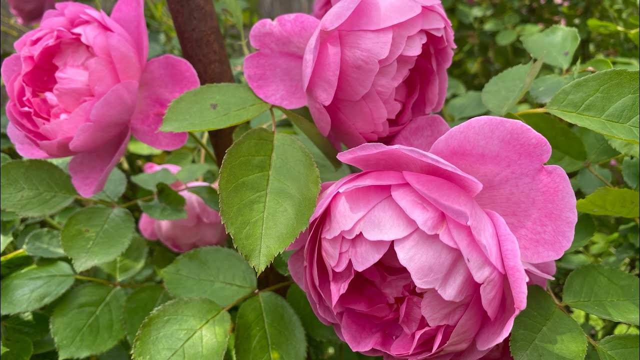 MÄRCHENHAFT! Alle Rosen blühen 😍Englische, Rambler, Edelrosen und viele mehr 4K