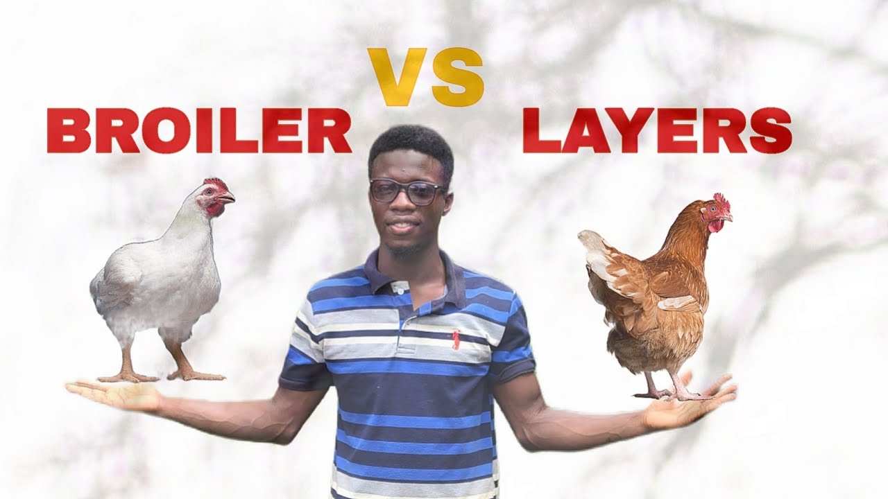  BROILERS VS LAYERS.❗❗ WHICH IS MORE PROFITABLE? ALL YOU NEED TO KNOW❗